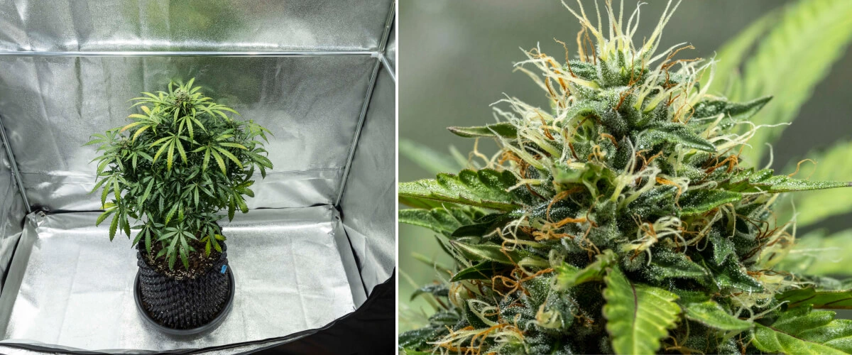 North Thunderfuck Grow Report – Weeks 7–8 Mid Flowering Stage North Thunderfuck cannabis plant during weeks 7–8 of flowering showing expanding buds, dense pistil clusters, and increasing resin production under LED light
