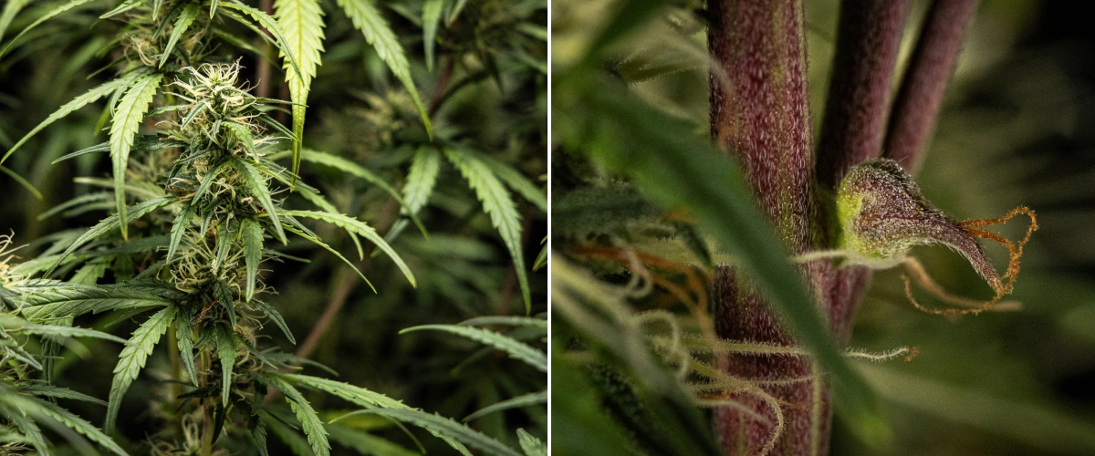 GOAT'lato Auto Kweekverslag – Week 7 Middenbloei GOAT'lato Auto cannabisplant in week 7 van de middenbloei met zwellende colas, verhoogde harsproductie en dichte toppen onder LED-licht