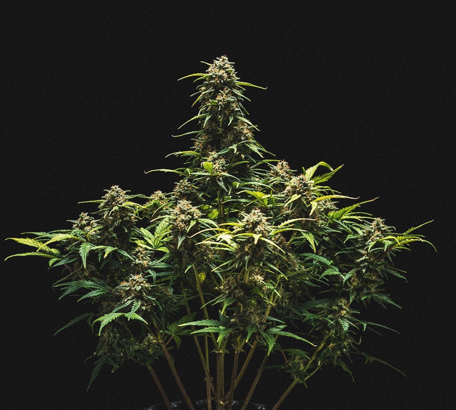 Análisis de cultivo de la Sweet Skunk Automatic Análisis de cultivo de la Sweet Skunk Automatic