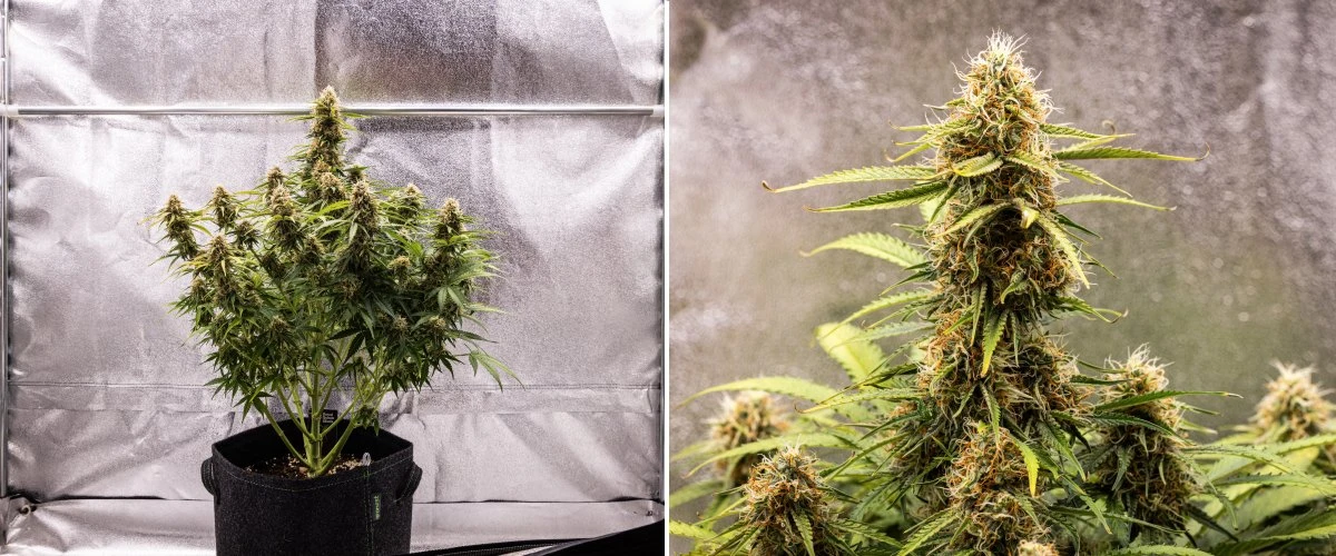 Planta de cànnabis Gaia F1 a la setmana 8 creixent en terra amb cabdells sans en maduració en interior
