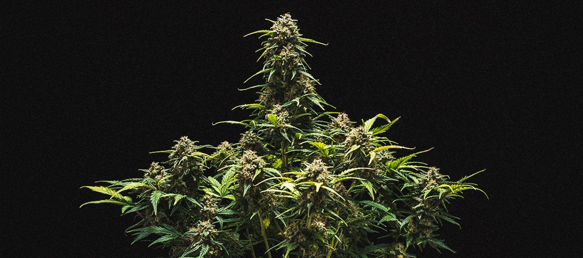 Análisis de cultivo de la Sweet Skunk Automatic Análisis de cultivo de la Sweet Skunk Automatic