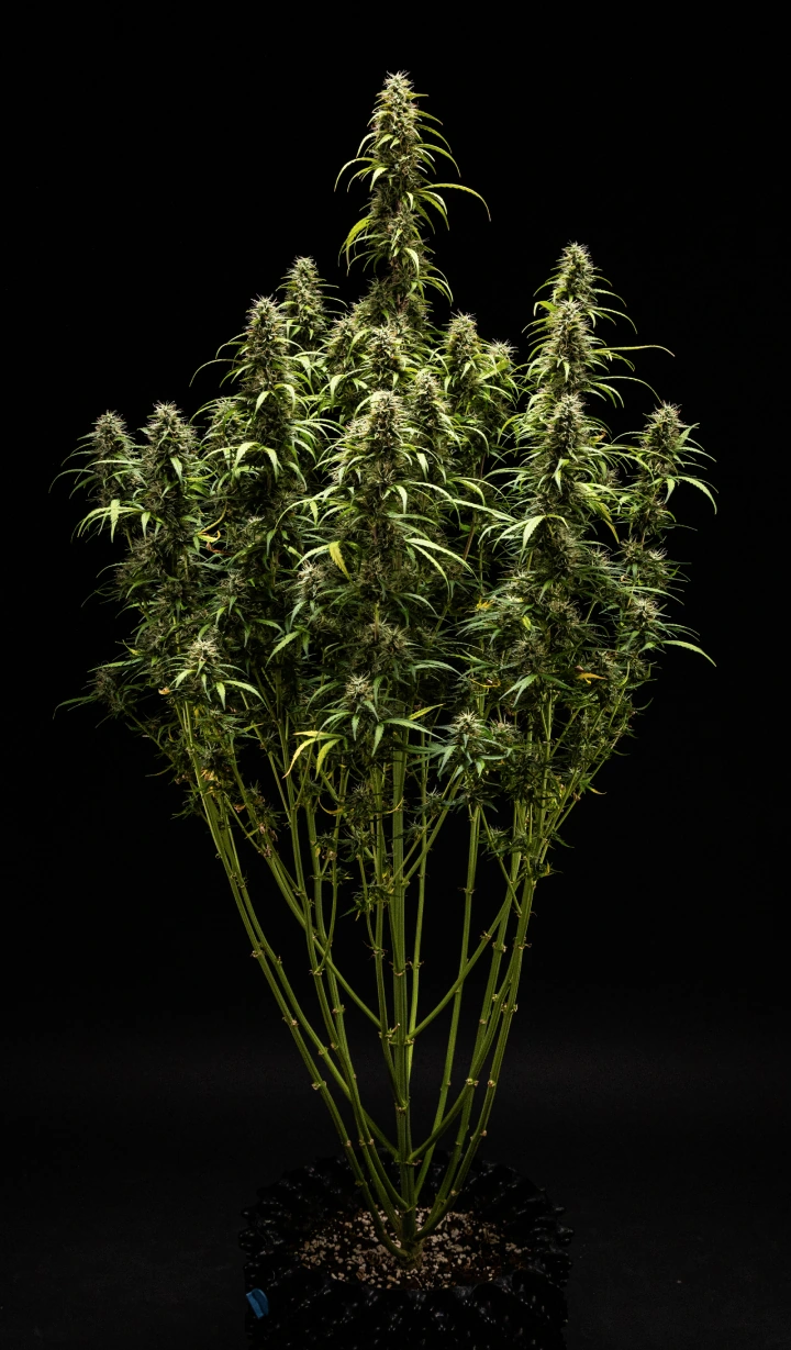 Informe de Cultiu GOAT'lato Auto – Setmana 9 Preparació per a la Collita Planta de cànnabis GOAT'lato Auto a la setmana 9 amb tricomes majoritàriament lletosos i alguns ambre, cabdells ferms i aroma intens abans de la collita