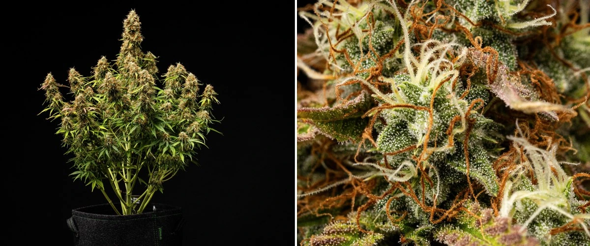 Planta de cànnabis Gaia F1 a les setmanes 9-10 creixent en terra amb cabdells madurs a punt per collir en interior