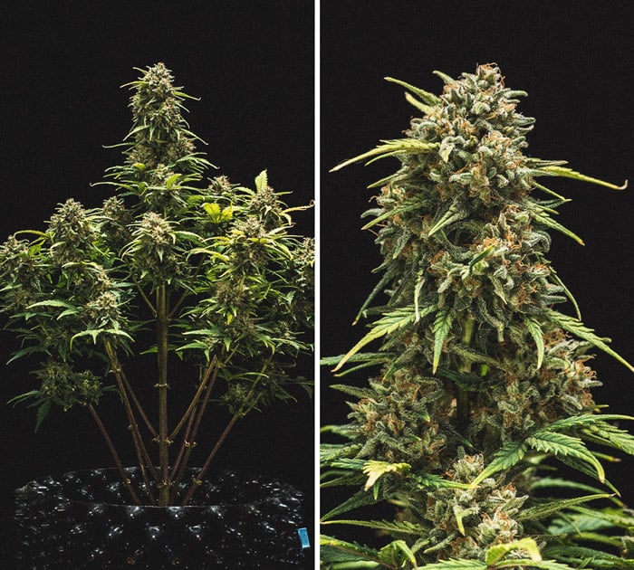 Análisis de cultivo de la Sweet Skunk Automatic Análisis de cultivo de la Sweet Skunk Automatic