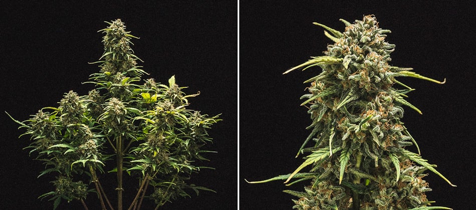 Análisis de cultivo de la Sweet Skunk Automatic Análisis de cultivo de la Sweet Skunk Automatic