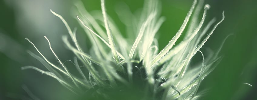 La fase de floració de la marihuana setmana a setmana La fase de floració de la marihuana setmana a setmana