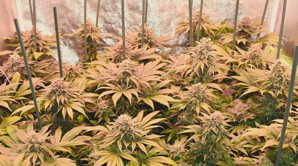 Top 10 Most Popular Feminized Cannabis Strains Top 10 Most Popular Feminized Cannabis Strains