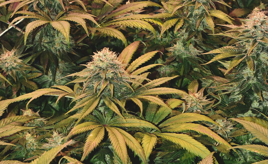 White Widow White Widow