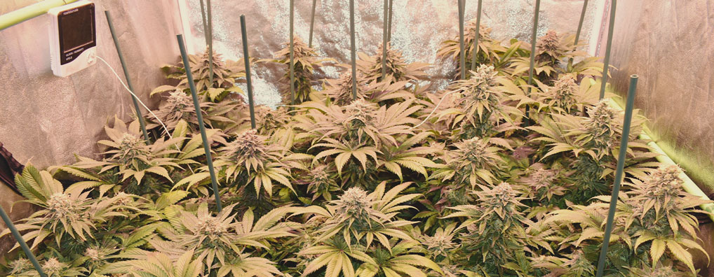 Top 10 Most Popular Feminized Cannabis Strains Top 10 Most Popular Feminized Cannabis Strains