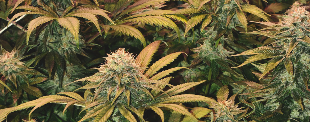 White Widow White Widow