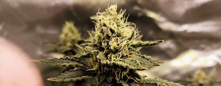 White Widow White Widow