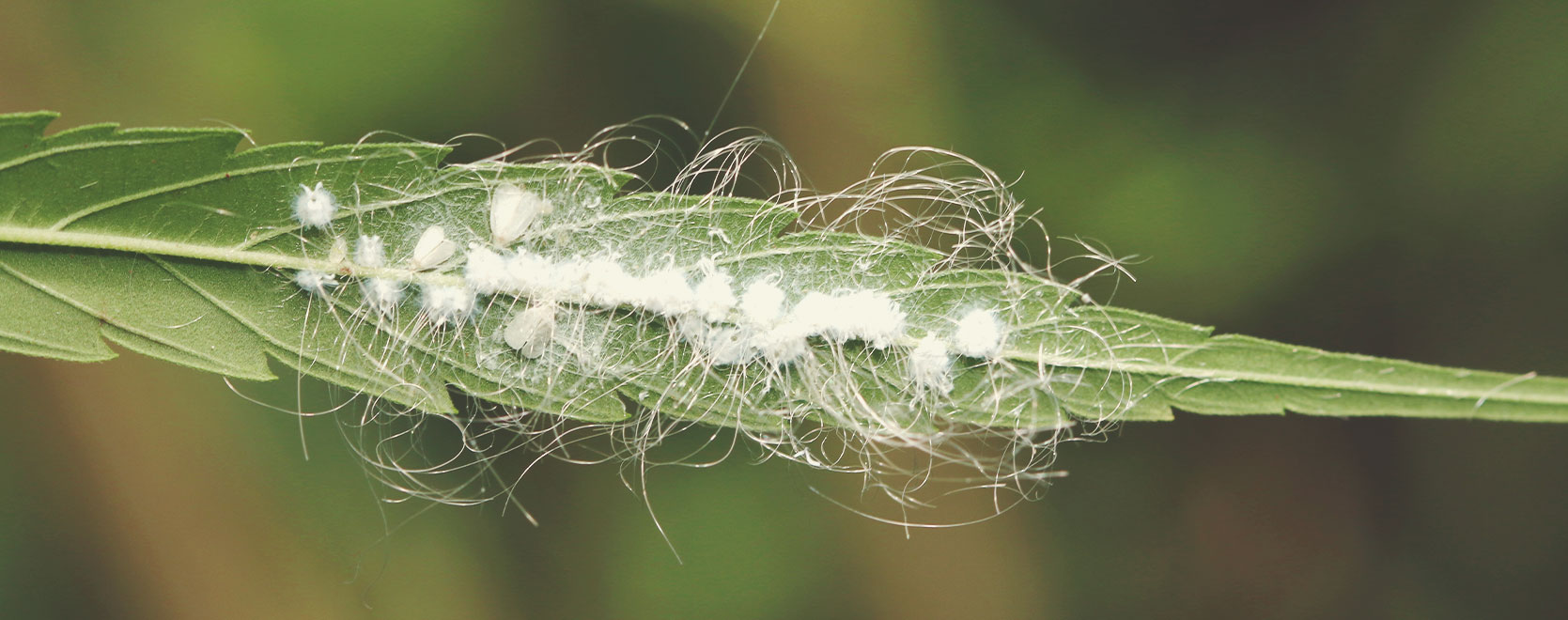 What Cannabis Leaves Can Tell You What Cannabis Leaves Can Tell You