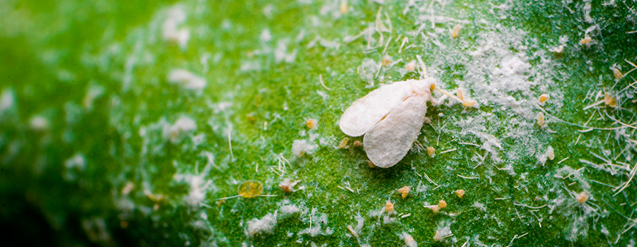 Whiteflies Whiteflies