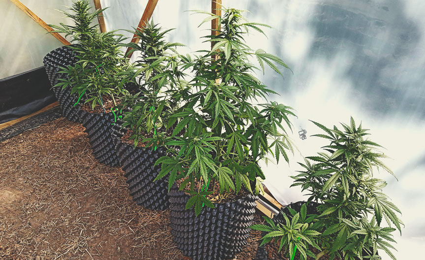 Types of containers for growing autoflowering cannabis