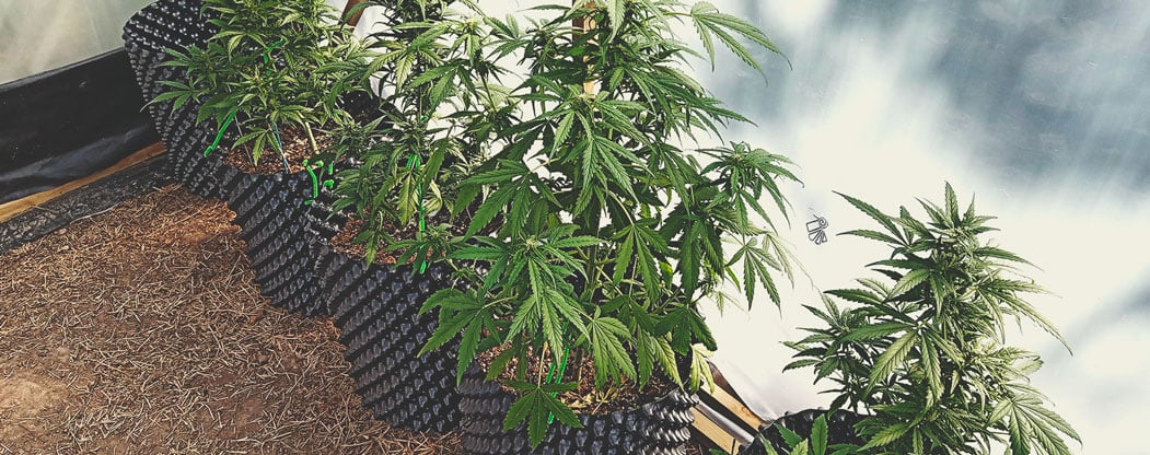 How Much Do Autoflowering Plants Yield? How Much Do Autoflowering Plants Yield?