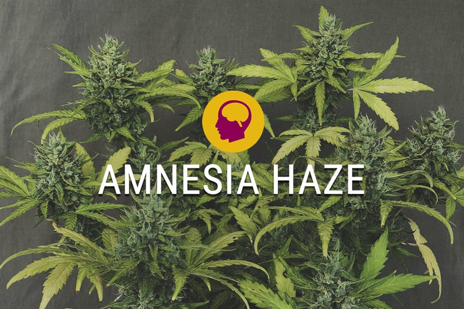 Amnesia Haze Feminitzada