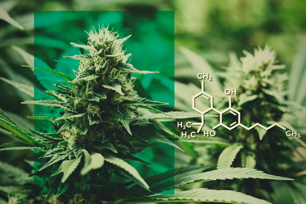 Flors de CBD: una dosi de CBD, sense THC