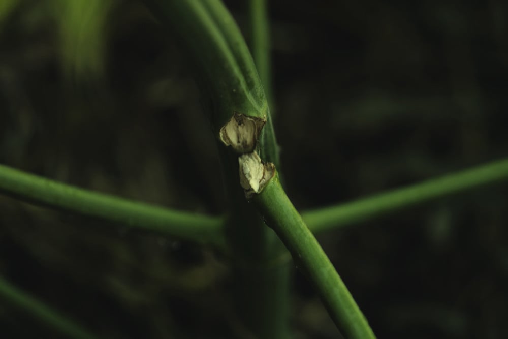 Com reparar les tiges de cànnabis trencats o doblegats