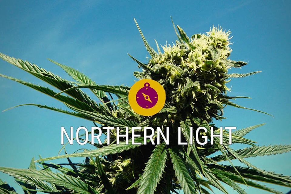 Northern Lights: un clàssic de l'herba i una veritable llegenda índica