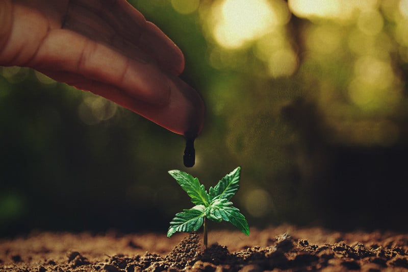Melassa: un suplement ideal per a les plantes de marihuana