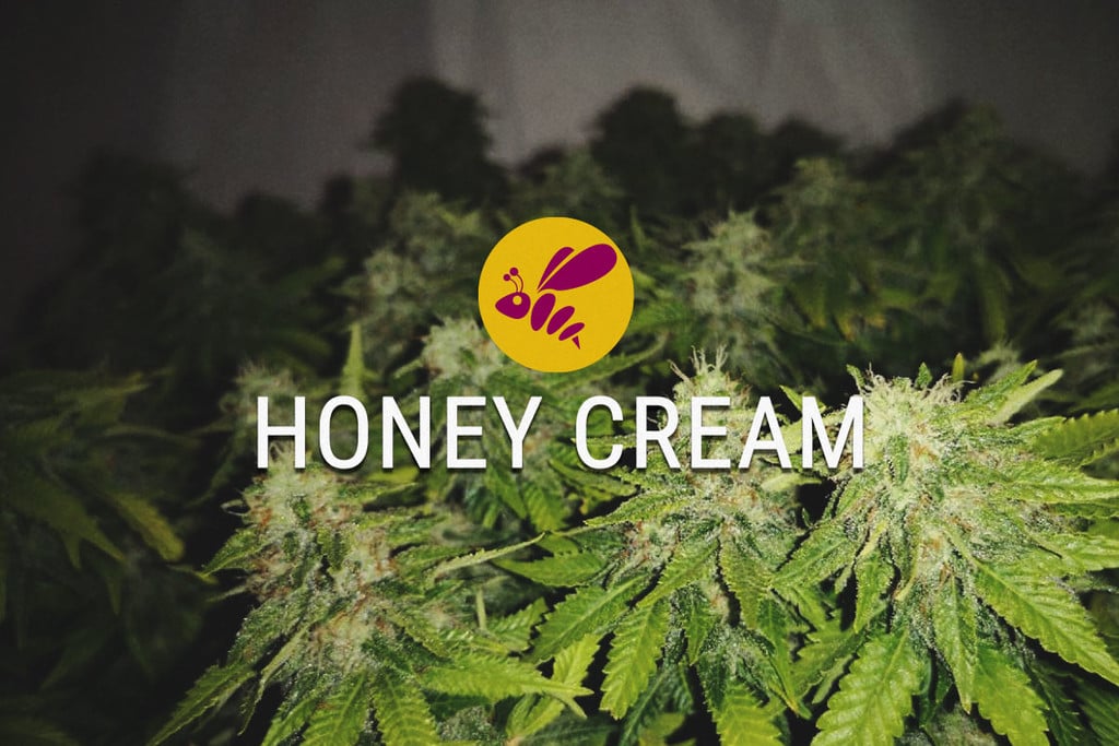 Honey Cream: dolça en tots els sentits
