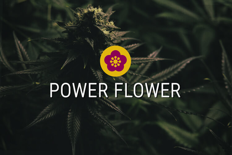 Power Flower Llavors de marihuana feminitzades