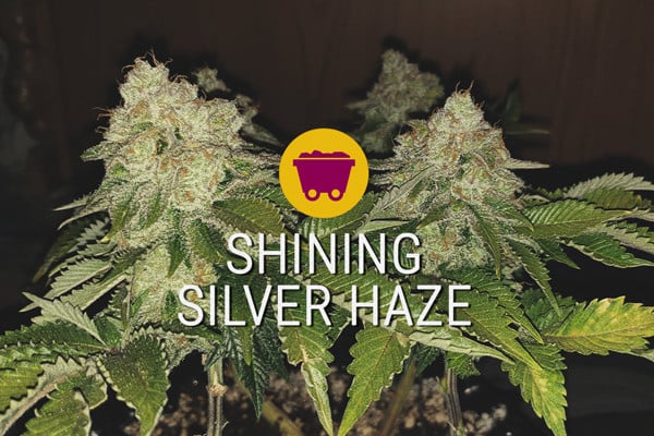 Shining Silver Haze: la nova generació de satives