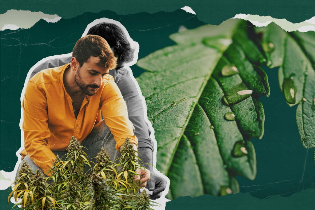 Què és la gutació de la marihuana? Tot el que has de saber