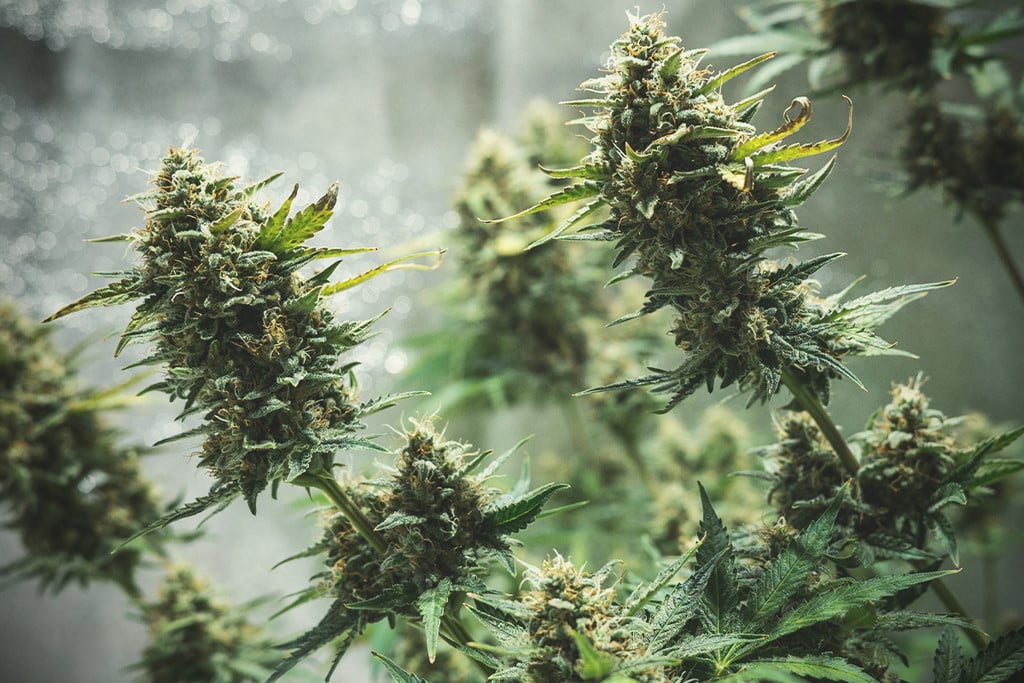 Consells per a conrear marihuana autoflorecent en interior