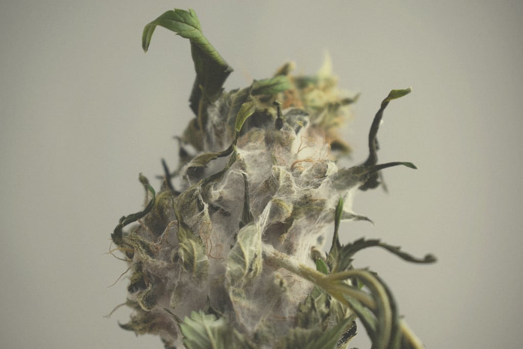 Cannabis e muffa: una guida generale per la sua identificazione ... Muffa sulla terra vaso