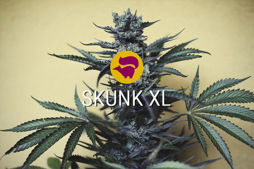 Skunk XL: la llegenda híbrida del cànnabis segueix viva