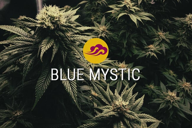 Blue Mystic: desenvolupada per a oferir sabor i relaxació