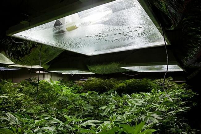 Cultiu Interior de Cànnabis: Temperatura i Humitat Relativa