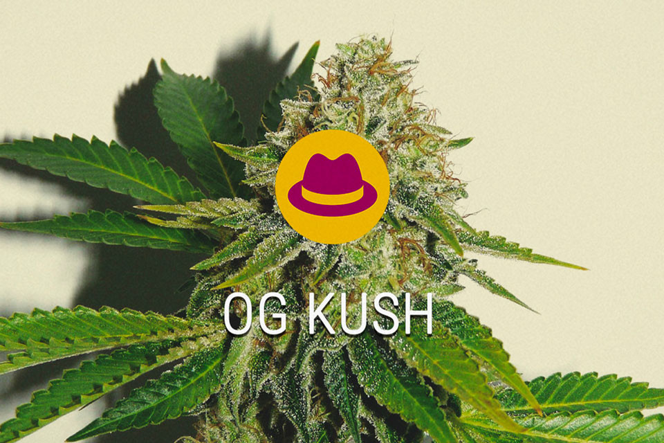 OG Kush Llavors de Marihuana Feminitzades