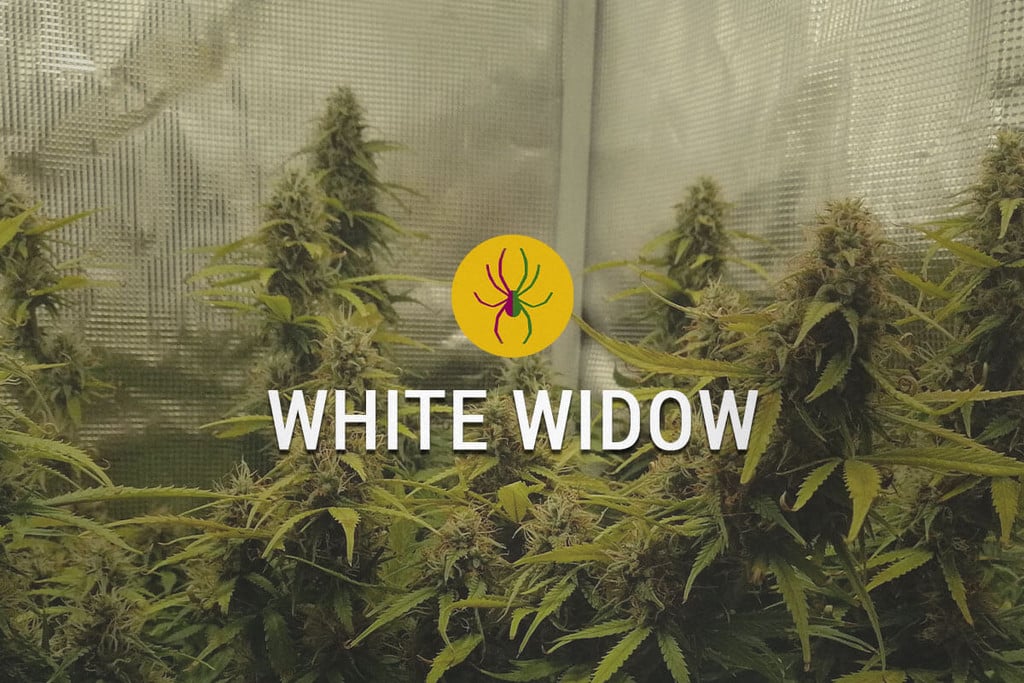 White Widow: L'orgull dels Països Baixos