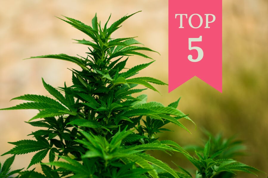 Les 5 millors varietats de cànnabis per a cultivar en exterior al 2020