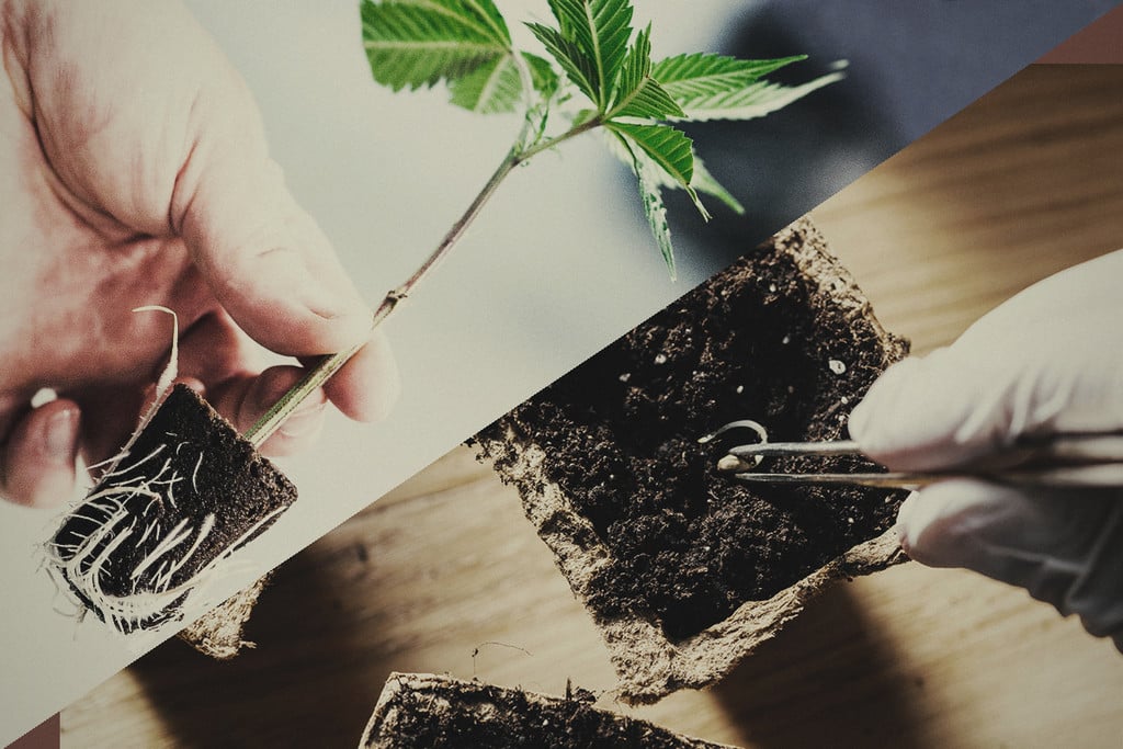Cultiu de cànnabis: Llavors versus clons