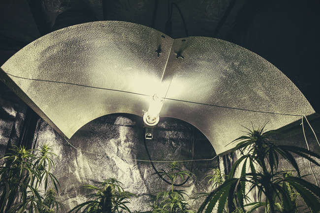 The Indoor Marijuana Grower S Guide To Artificial Lights Rqs Blog
