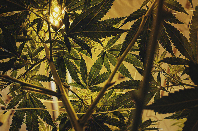 Els cicles de llum ideals per a la marihuana autoflorescent