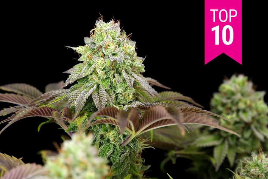 Les 10 millors llavors de marihuana feminitzades de 2025
