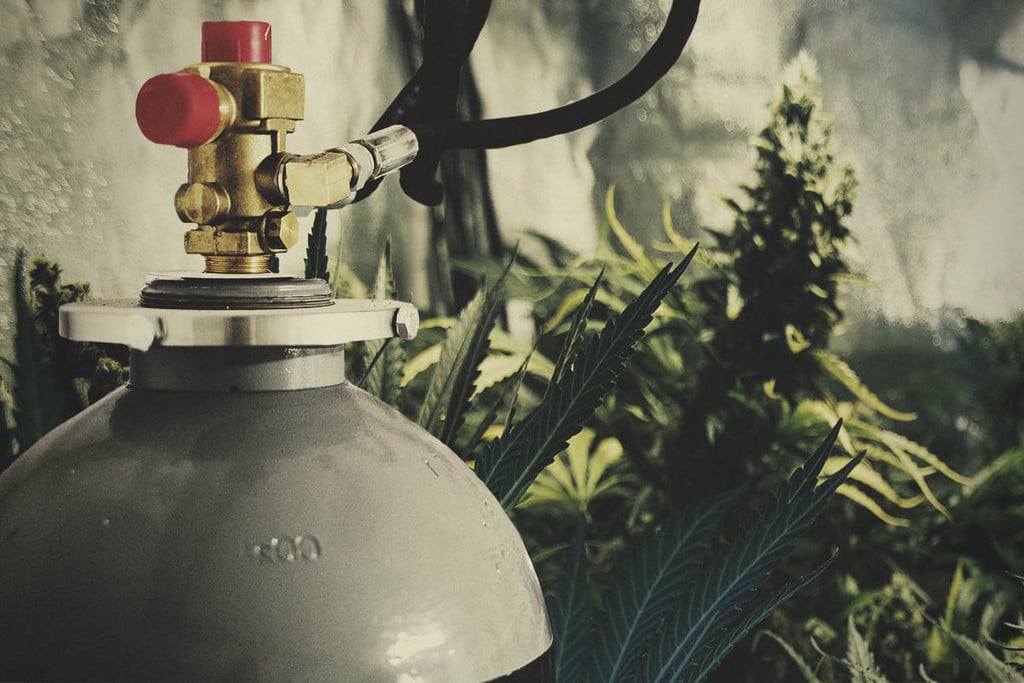 Co To Increase Marijuana Production Rqs Blog