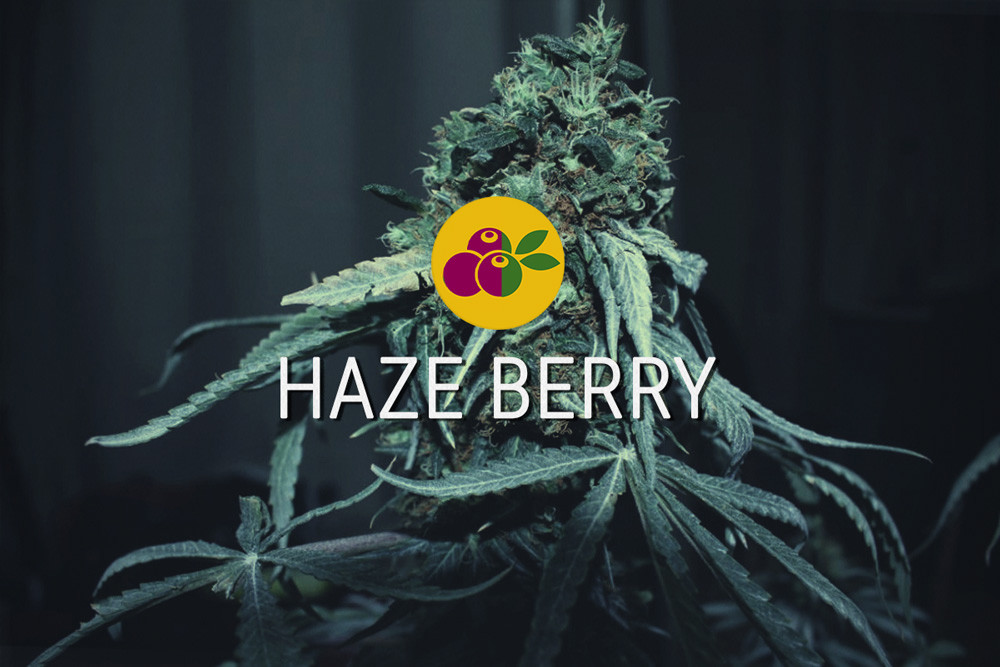 Llavors de marihuana feminitzades Haze Berry