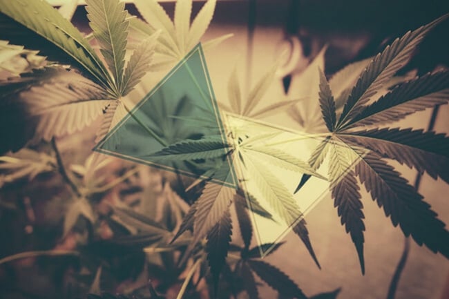 Pot el CBD contrarestar l'efecte psicoactiu del THC?