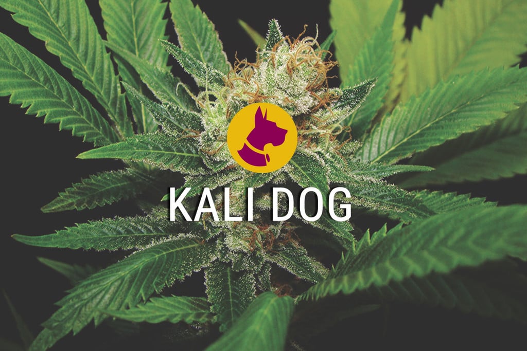 Kali Dog: una marihuana potent, atrevida i estimulant