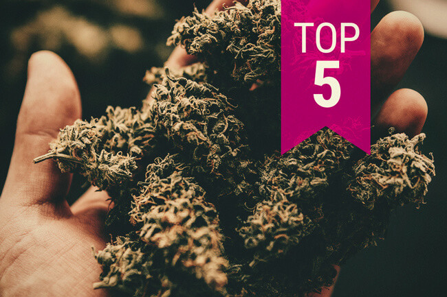 Les 5 varietats de cànnabis més potents — (Actualització 2026)