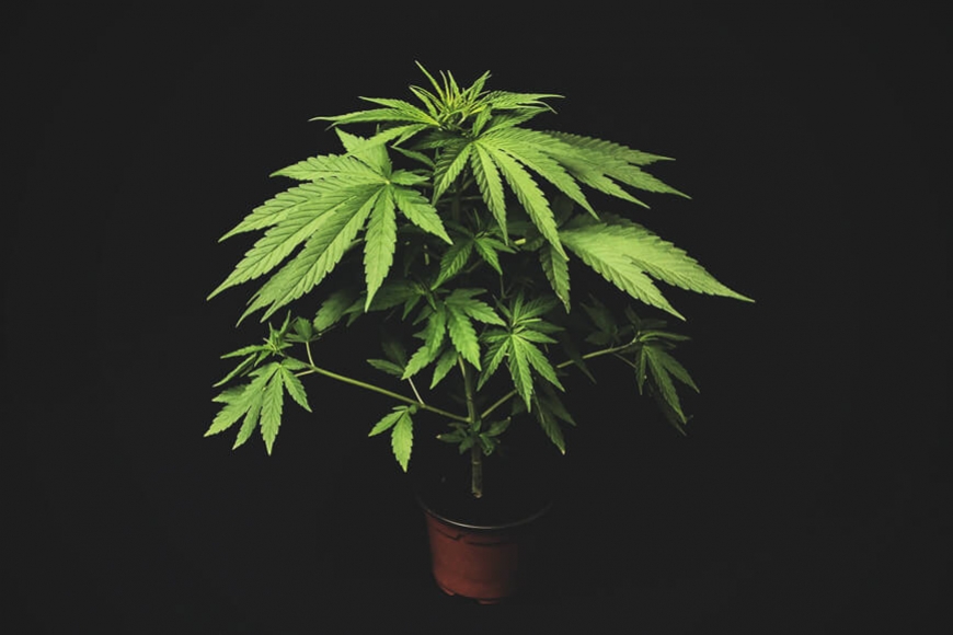 Microcultius de marihuana: com aconseguir herba de qualitat en espais minúsculs