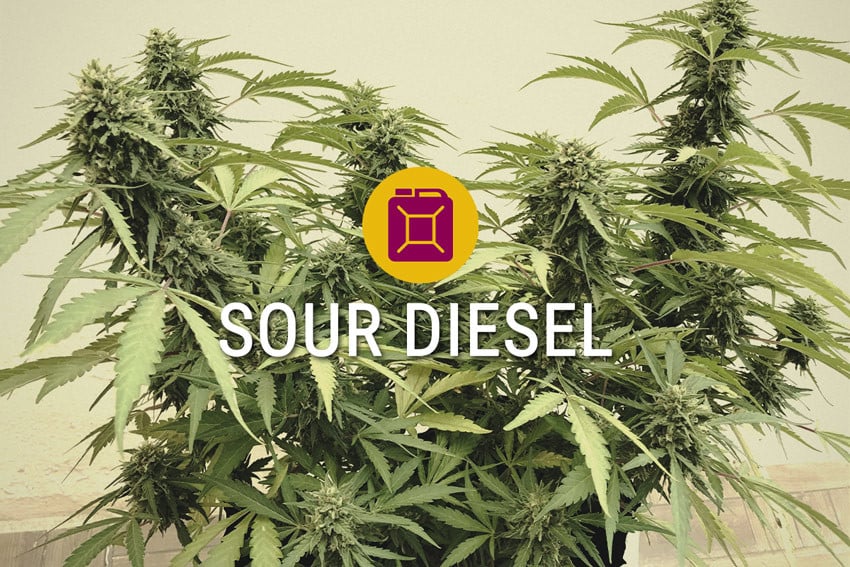 Varietat feminitzada de cannabis Sour Diesel 