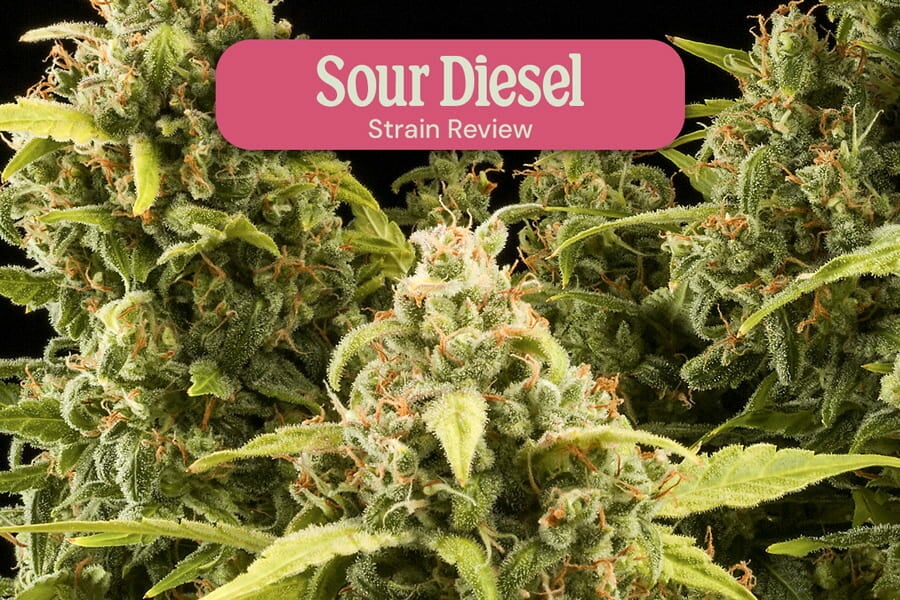 Varietat feminitzada de cannabis Sour Diesel 