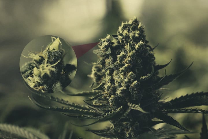 Getting To Know The Cannabis Calyx Resinous To The Top Rqs Blog
