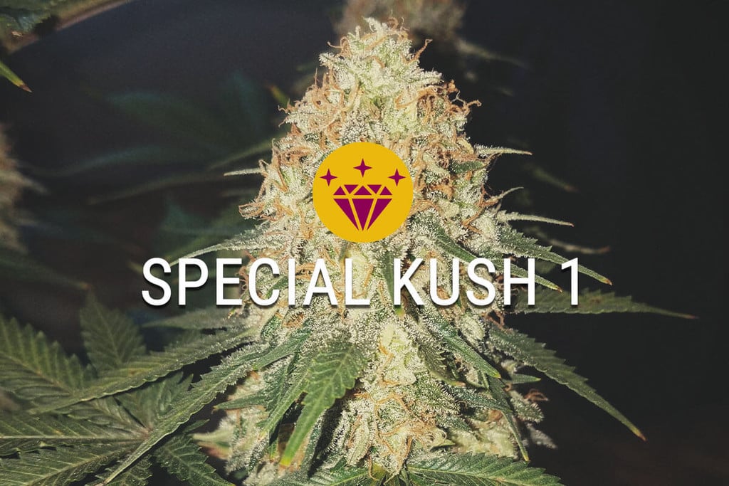 Special Kush 1: una índica realment especial
